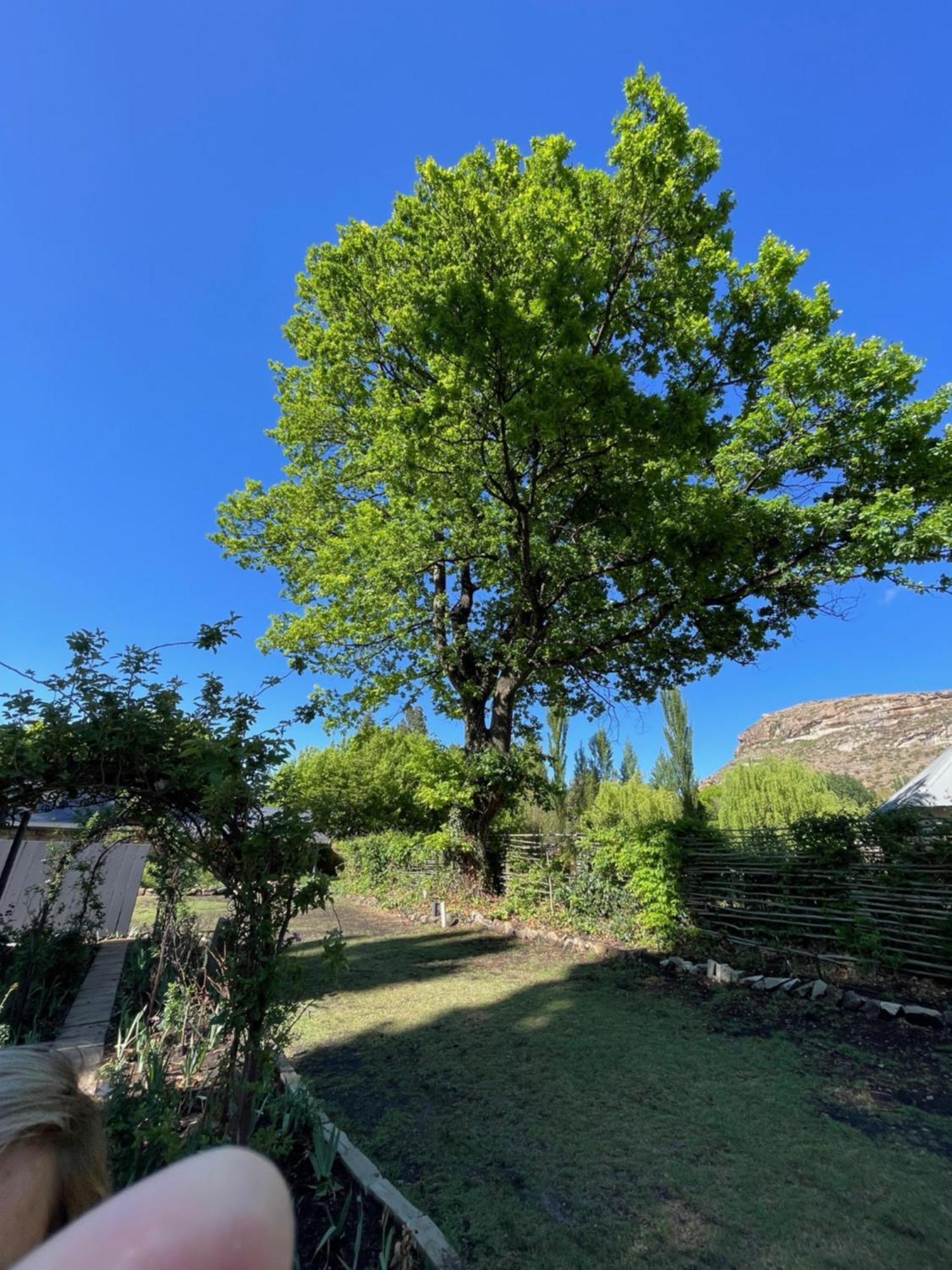 Periwinkle, Grove ,Acorn & Sage Cottages Clarens Eksteriør bilde