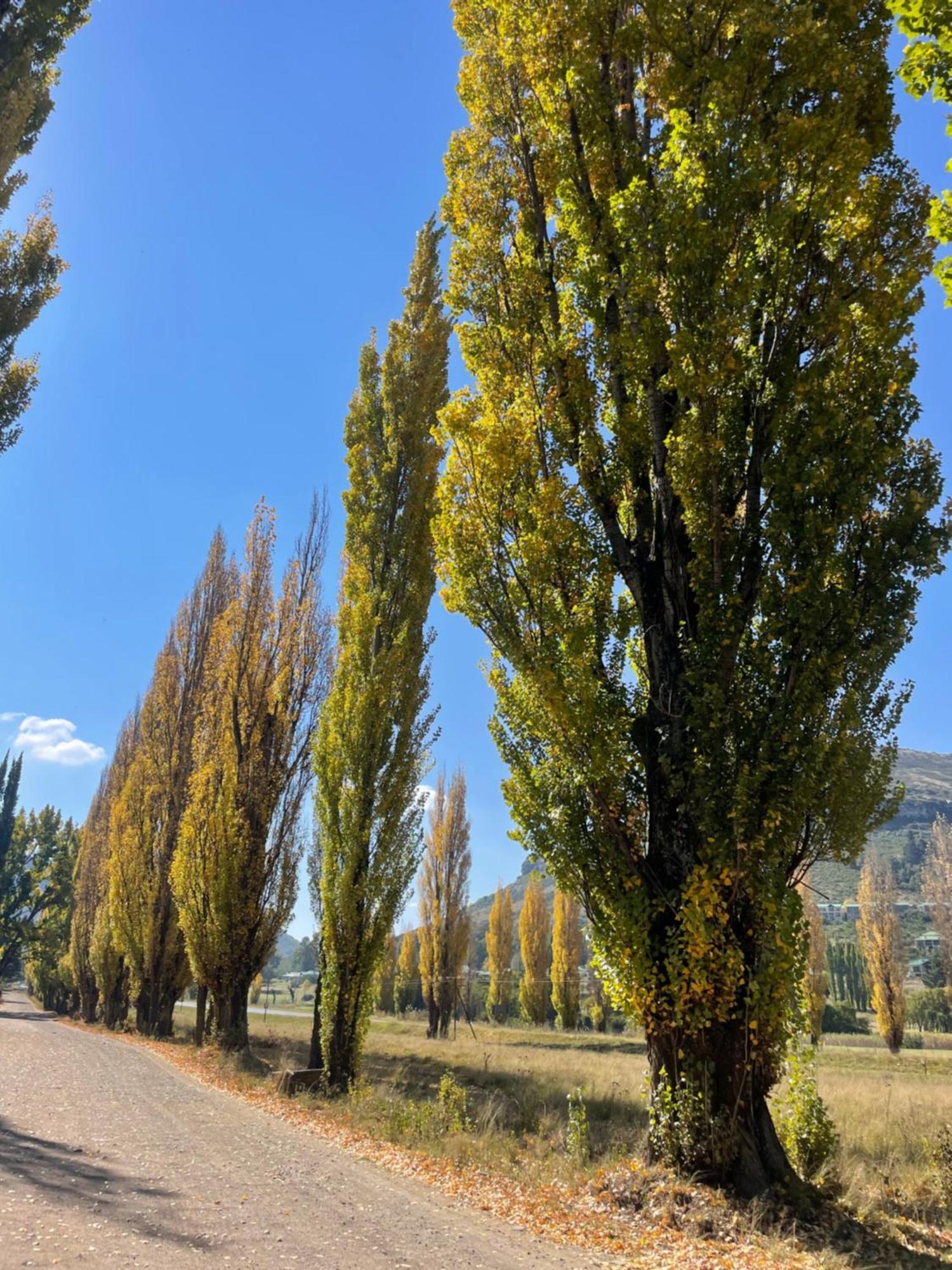 Periwinkle, Grove ,Acorn & Sage Cottages Clarens Eksteriør bilde